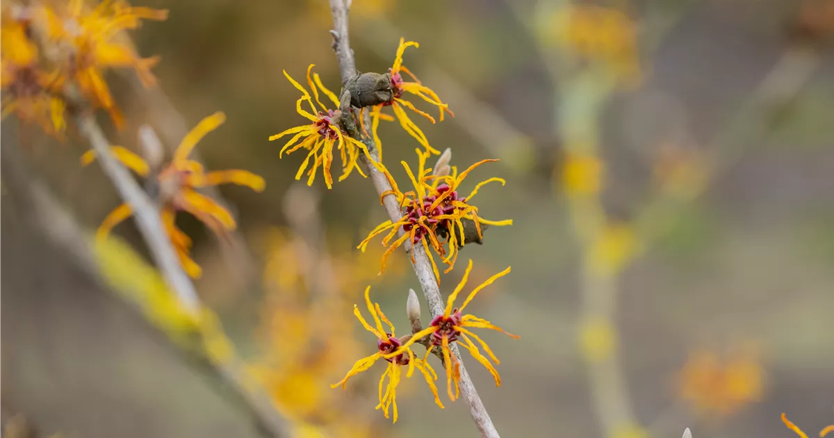 Hamamelis X Intermedia Allgold Hybrid Zaubernuss Allgold Verein Baumschulgruppe Süd Ost 8635