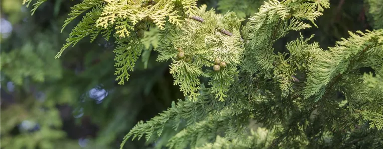 Cupressus arizonica