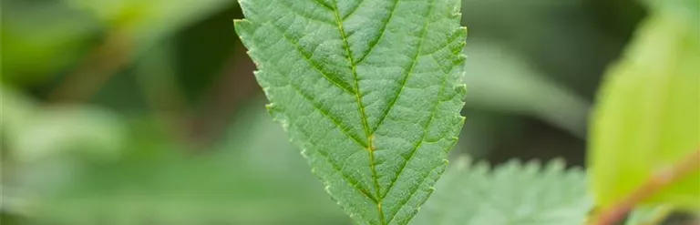 Ulmus 'Lobel'