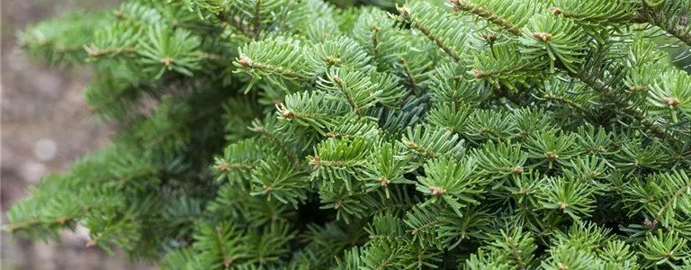 Abies balsamea