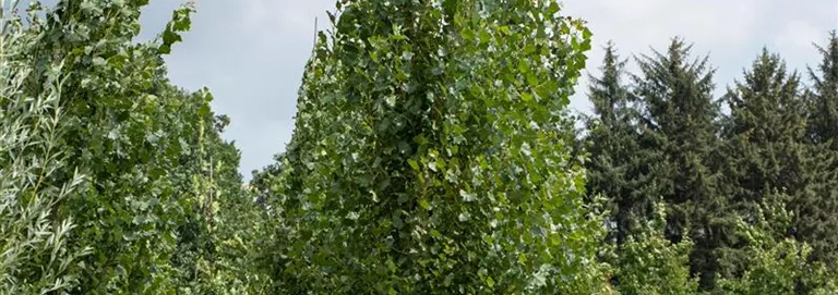 Populus tremula 'Erecta'