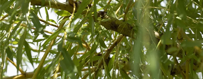 Salix viminalis