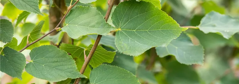 Tilia cordata 'Greenspire'