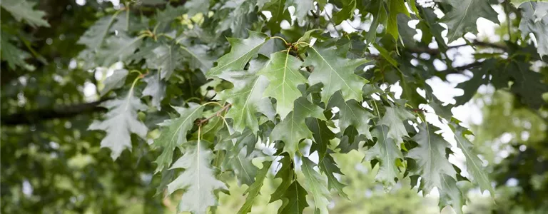 Quercus rubra