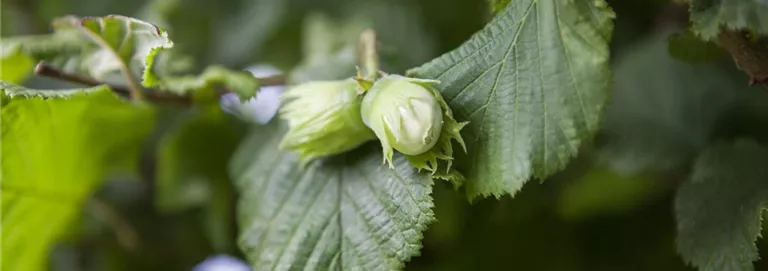 Corylus maxima