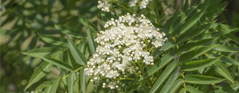 Sorbus 'Dodong'