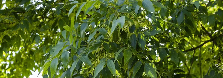 Fraxinus excelsior 'Altena'