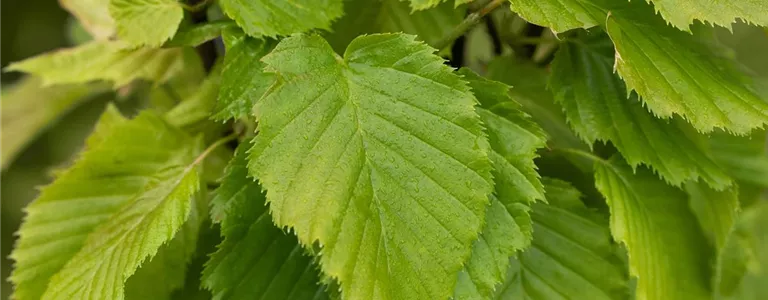 Carpinus betulus 'Columnaris'