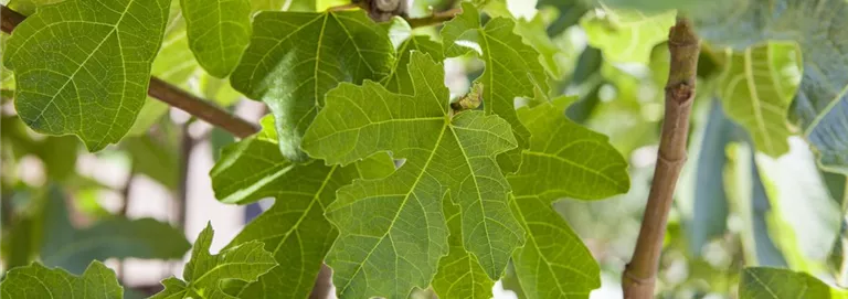 Ficus carica