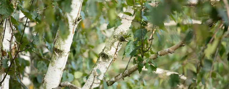 Betula utilis 'Doorenbos'