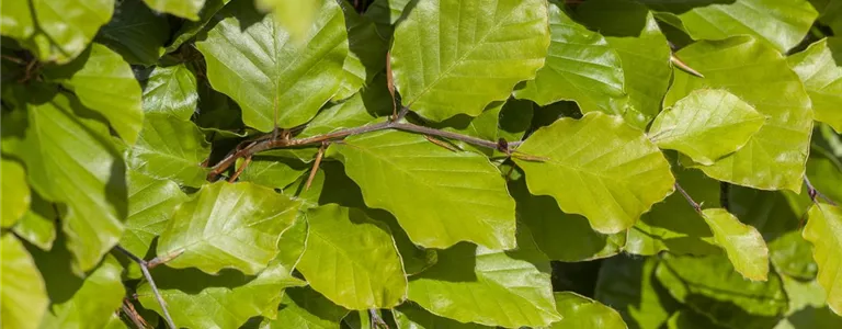 Fagus sylvatica