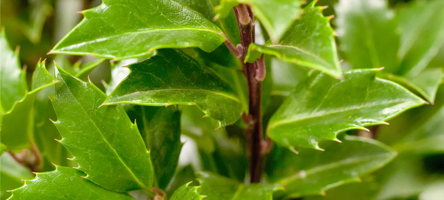 Ilex meserveae 'Heckenpracht'(s) (GS424170.jpg)